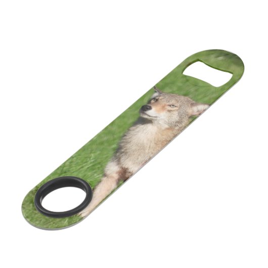 Coyote sauvage (Dos Angle)