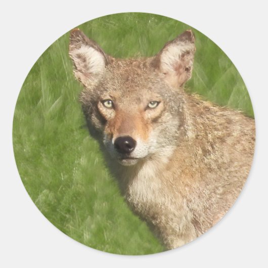 Coyote sluit klassieke ronde sticker af (Voorkant)