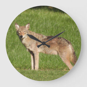 Coyote sluiten grote klok