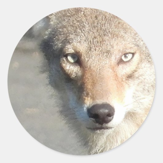 Coyote sluiten ronde sticker (Voorkant)