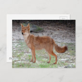 Coyote (South Dakota) Briefkaart (Voorkant / Achterkant)