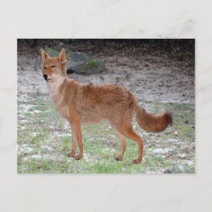 Coyote (South Dakota) Briefkaart