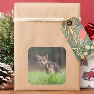 Coyote Staand in Groene Weide Vierkante Sticker