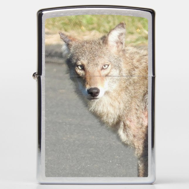 Coyote Stare (Voorkant)