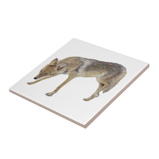 Coyote Tegeltje (Zijkant)