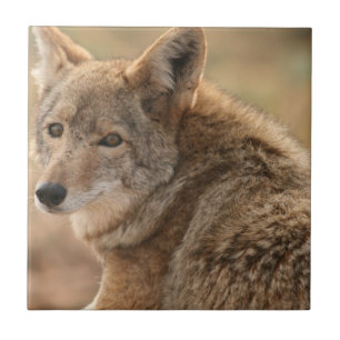 Coyote Tile Tegeltje