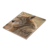 Coyote Tile Tegeltje (Zijkant)
