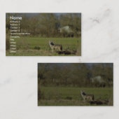 Coyote Visitekaartje (Voorkant / Achterkant)