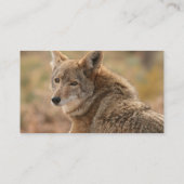 Coyote Visitekaartje (Achterkant)