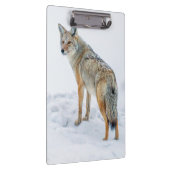 Coyote waarschuwt voor sneeuw klembord (Rechts)