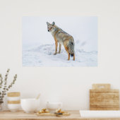 Coyote waarschuwt voor sneeuw poster (Keuken)