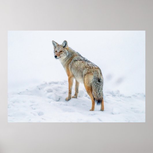 Coyote waarschuwt voor sneeuw poster (Voorkant)