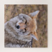 Coyote Wild Dog Legpuzzel (Horizontaal)