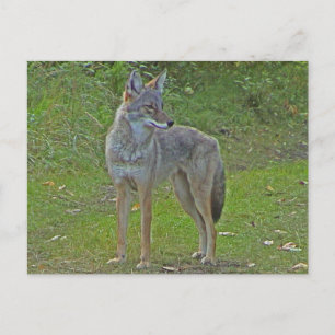 Coyote (zijdelings uitzicht) briefkaart