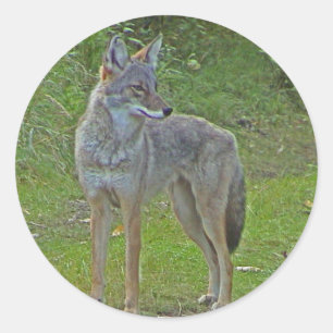 Coyote (zijdelings uitzicht) ronde sticker