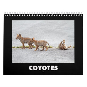 Coyotes Calendar Kalender