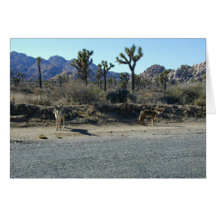 Coyotes sur le vagabondage