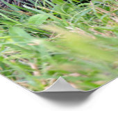 Coypu in gras poster (Hoek)