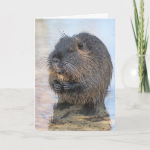 Coypu in water kaart