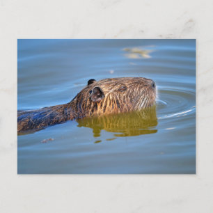 Coypu-zwemmen in een vijver briefkaart