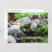 Coypus Briefkaart (Voorkant / Achterkant)