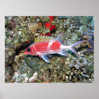 Cozumel Eekhoorntjes II Poster