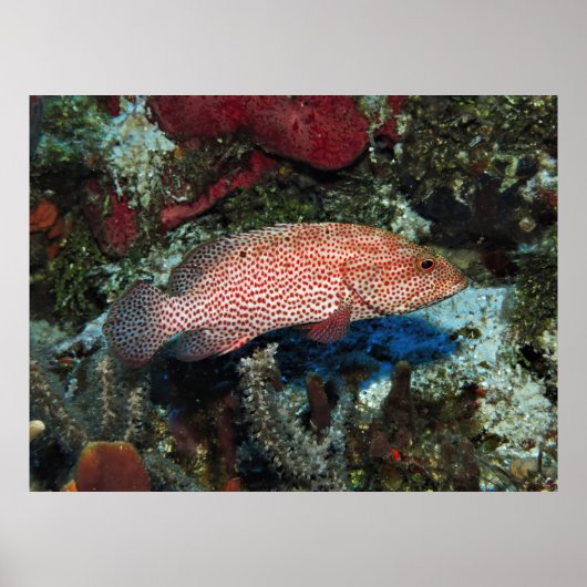 Cozumel Graysby Poster (Voorkant)