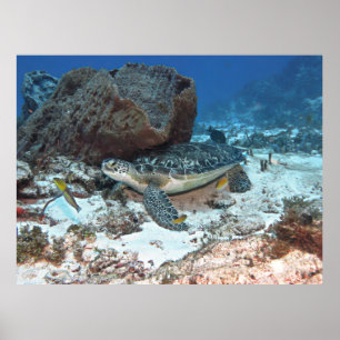 Cozumel groene schildpad poster
