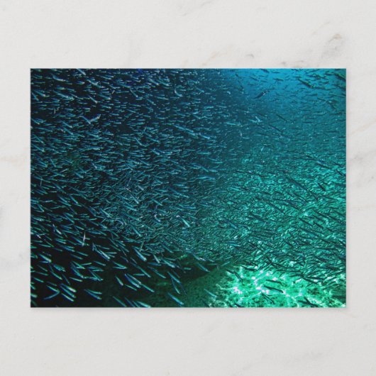 Cozumel Mexico Briefkaart (Voorkant)