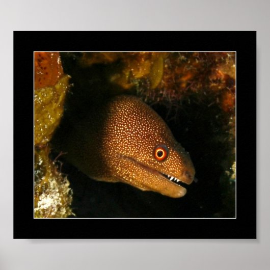 Cozumel - Moray Eel Poster (Voorkant)