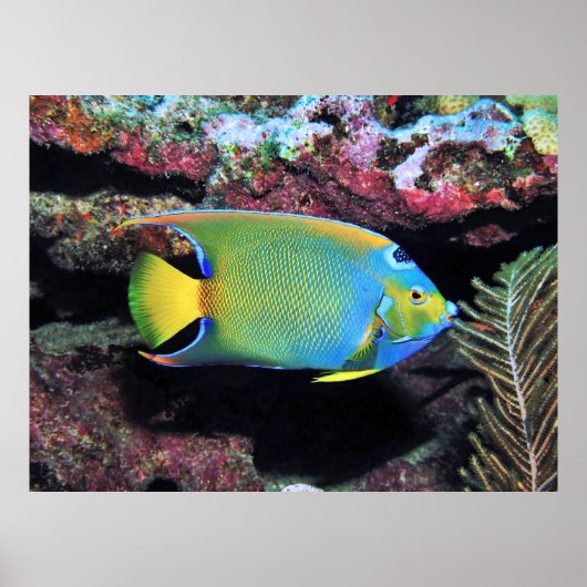 Cozumel Queen Angelfish Poster (Voorkant)