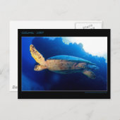 Cozumel - Turtle Briefkaart (Voorkant / Achterkant)