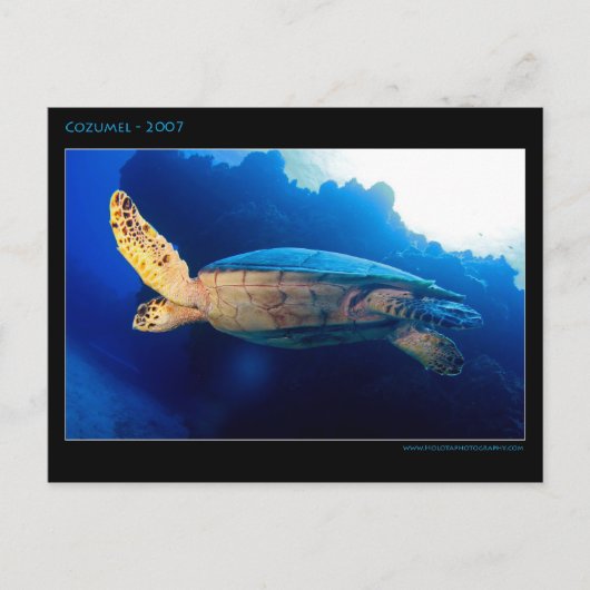 Cozumel - Turtle Briefkaart (Voorkant)