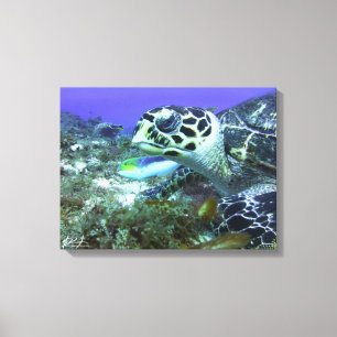 Cozumel Turtle Canvas Afdruk