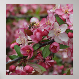 Crab Apple Blossom Poster