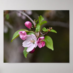 Crab Apple Flowers Poster
