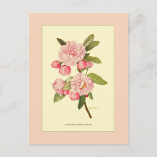 Crab Apple Tree Blossom Briefkaart