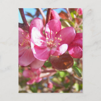 Crab Apple Tree in Bloom Briefkaart