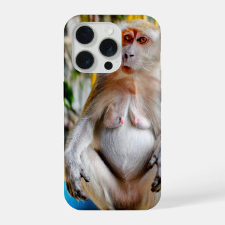 Crab-eating macaque
