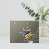 Crab like Orb Weaver Spider Briefkaart (Staand voorkant)