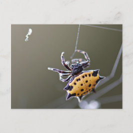 Crab like Orb Weaver Spider Briefkaart