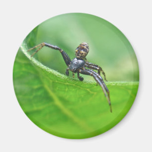 Crab Spider op microscoopcoördinatieartikelen Magneet