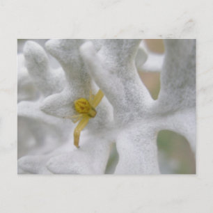 Crab Spider Thomisidae sur la carte postale Dusty
