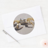 Crab sticker (Envelop)