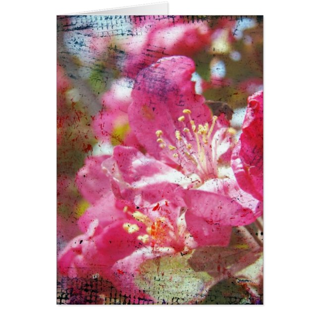 Crabapple Blossom (Voorkant)