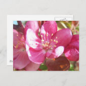 Crabapple Blossom Briefkaart (Voorkant / Achterkant)