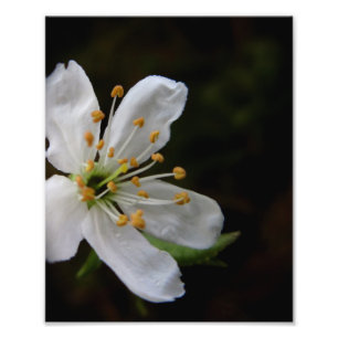 Crabapple Blossom Foto Afdruk