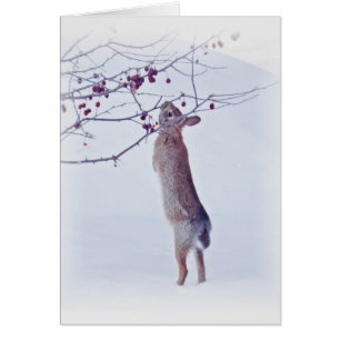 Crabapple Bunny - Rabbit