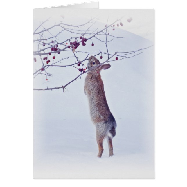 Crabapple Bunny - Rabbit (Voorkant)