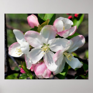  Crabapple Spring Flower Blossom Sluiten Poster